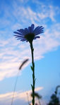 野菊 花 菊花 紫色 雏