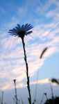 野菊 花 菊花 紫色 雏