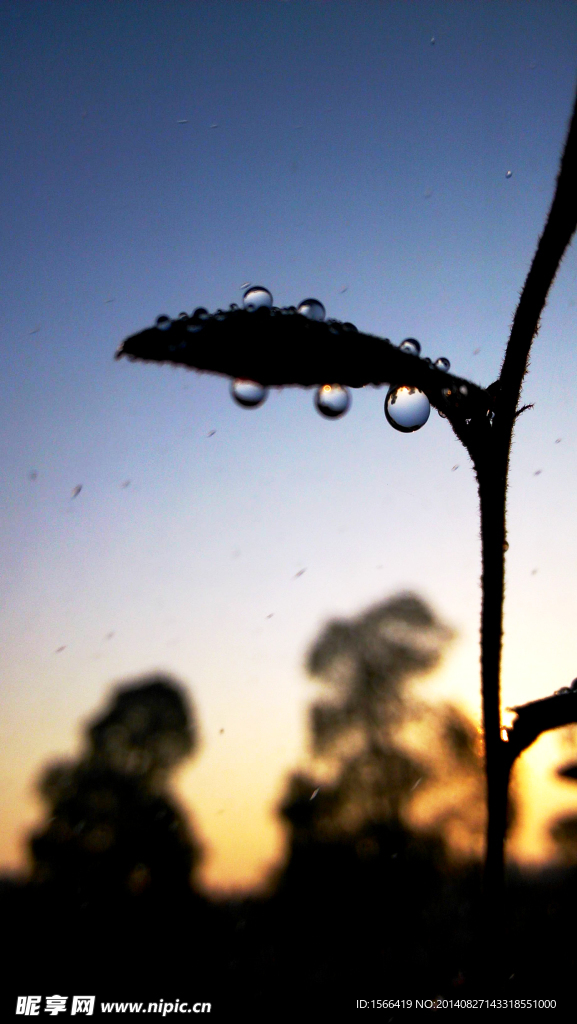 水 水珠 水滴 露珠 露