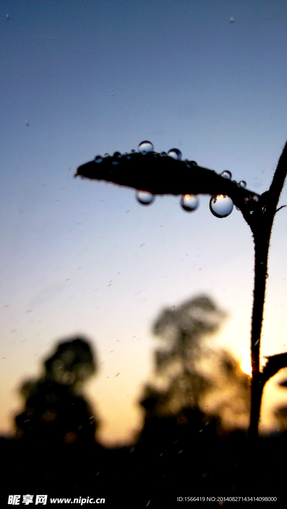 水 水珠 水滴 露珠 露