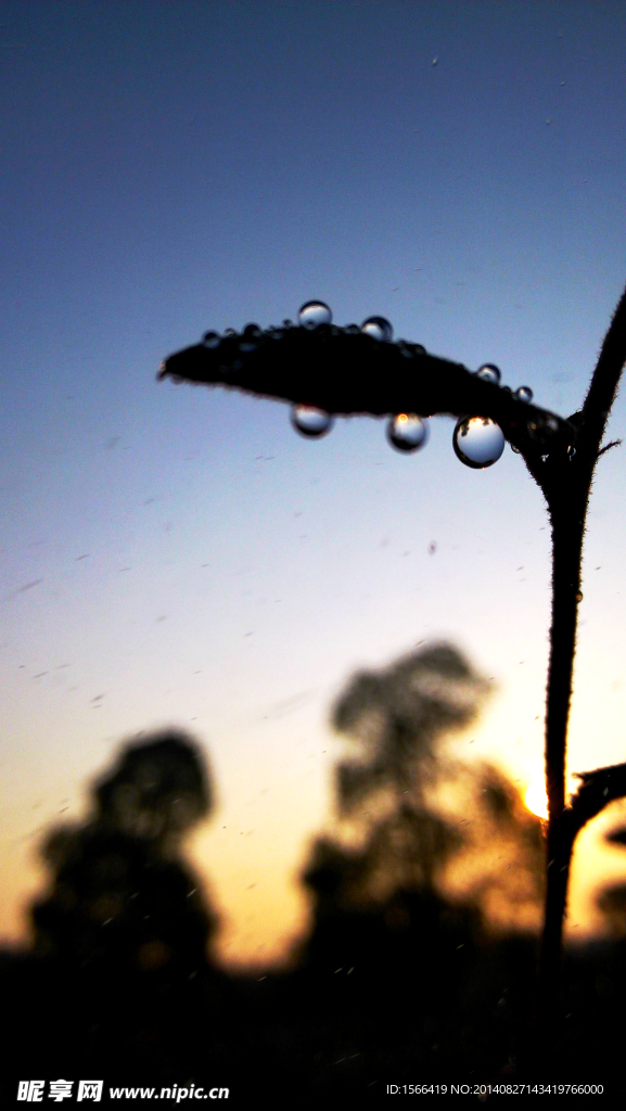 水 水珠 水滴 露珠 露