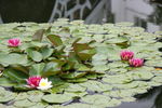 莲花