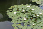 莲花