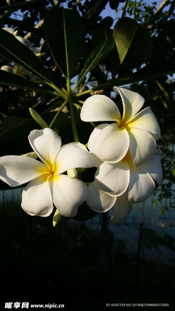 鸡蛋花