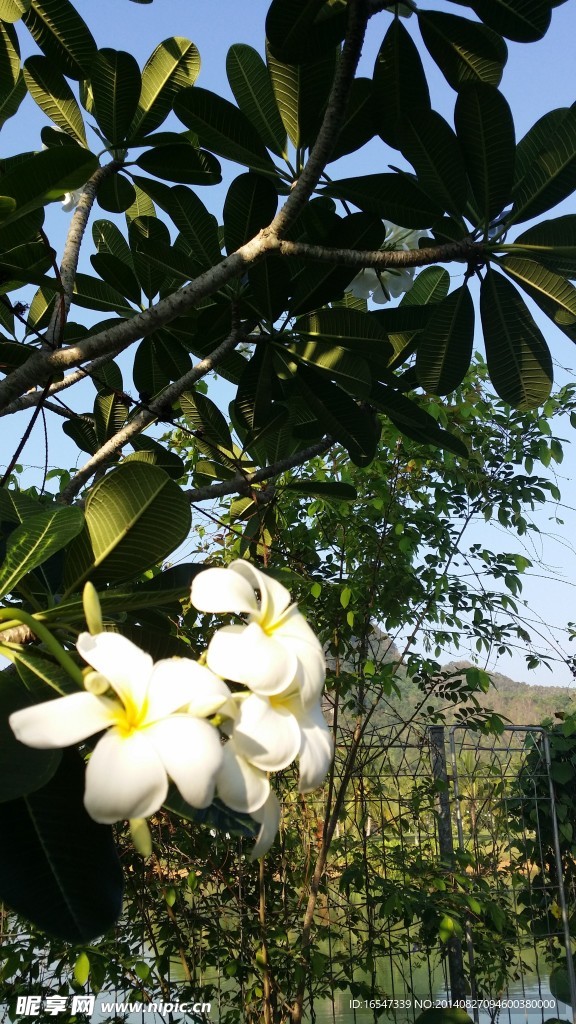 鸡蛋花