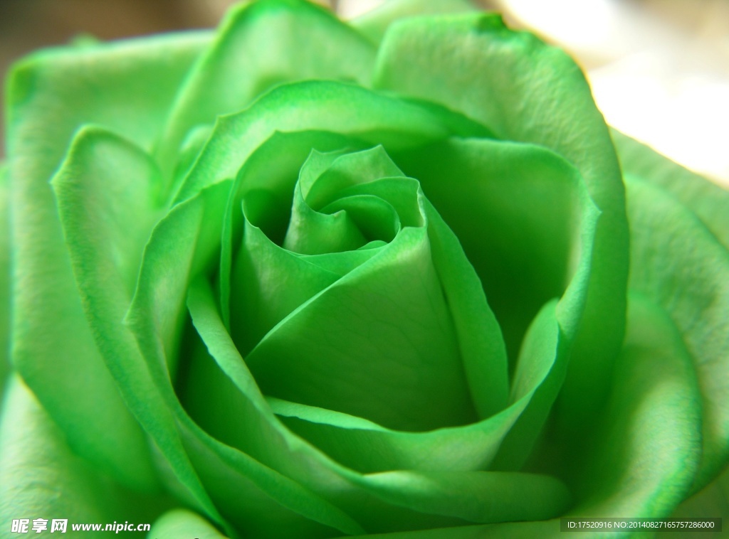 绿色玫瑰
