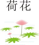 池塘 荷花