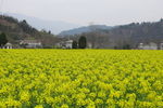 油菜花