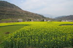 油菜花