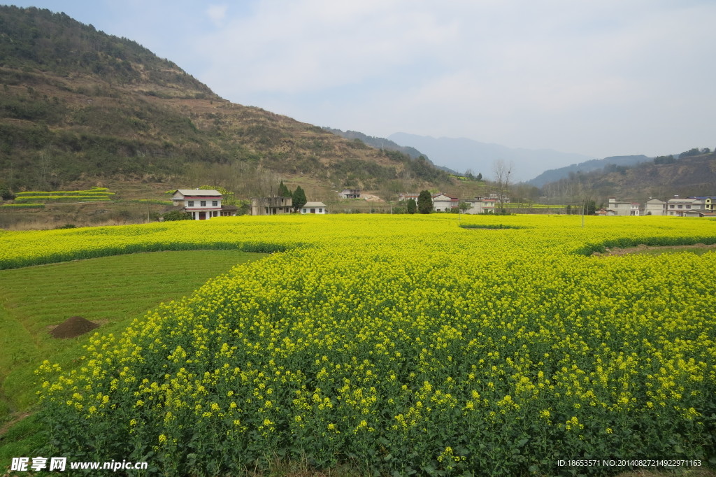 油菜花