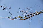 树枝上的海鸥