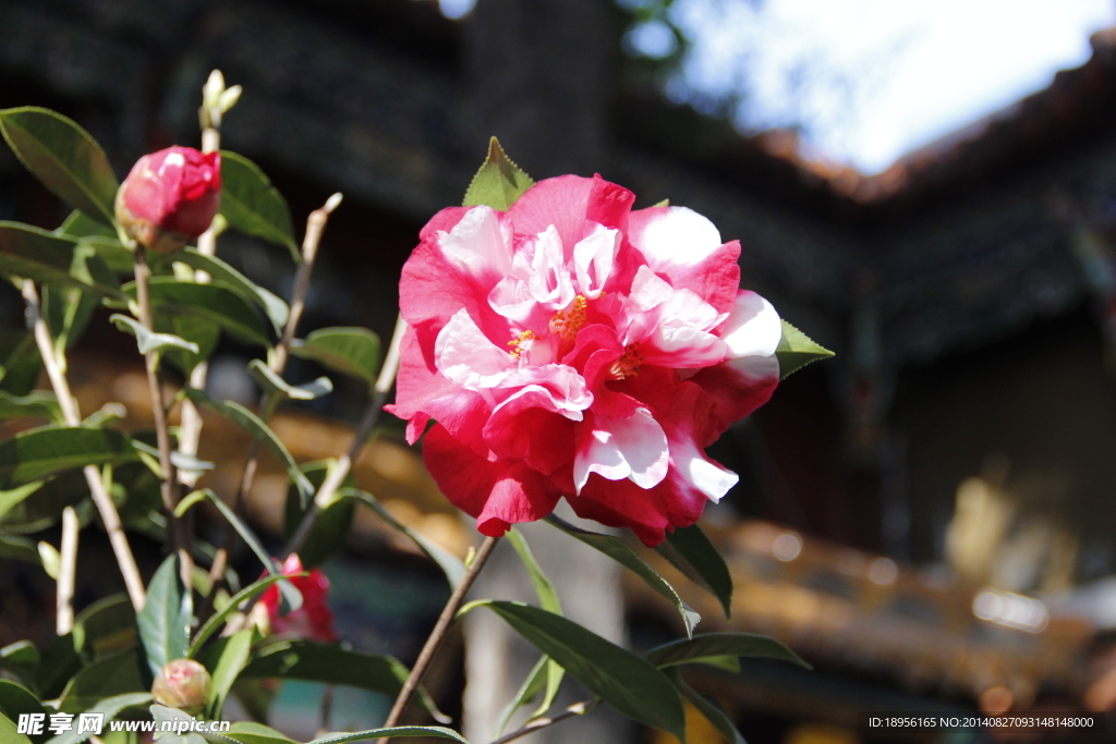 云南山茶花