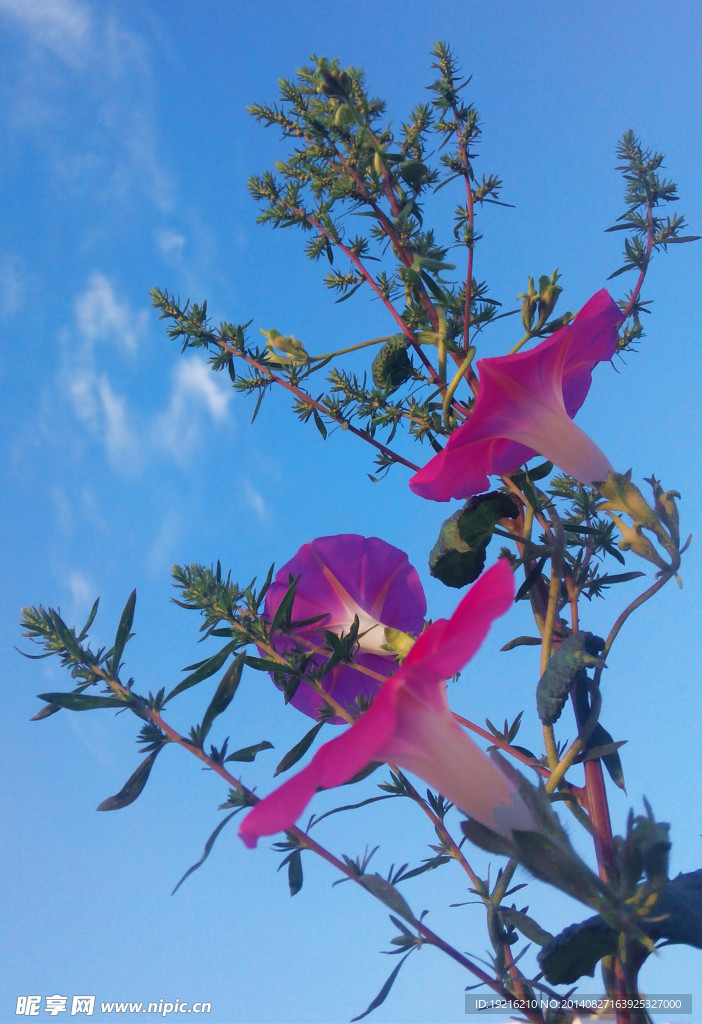 牵牛花