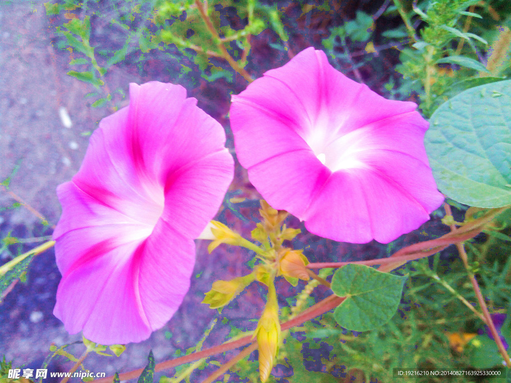 牵牛花