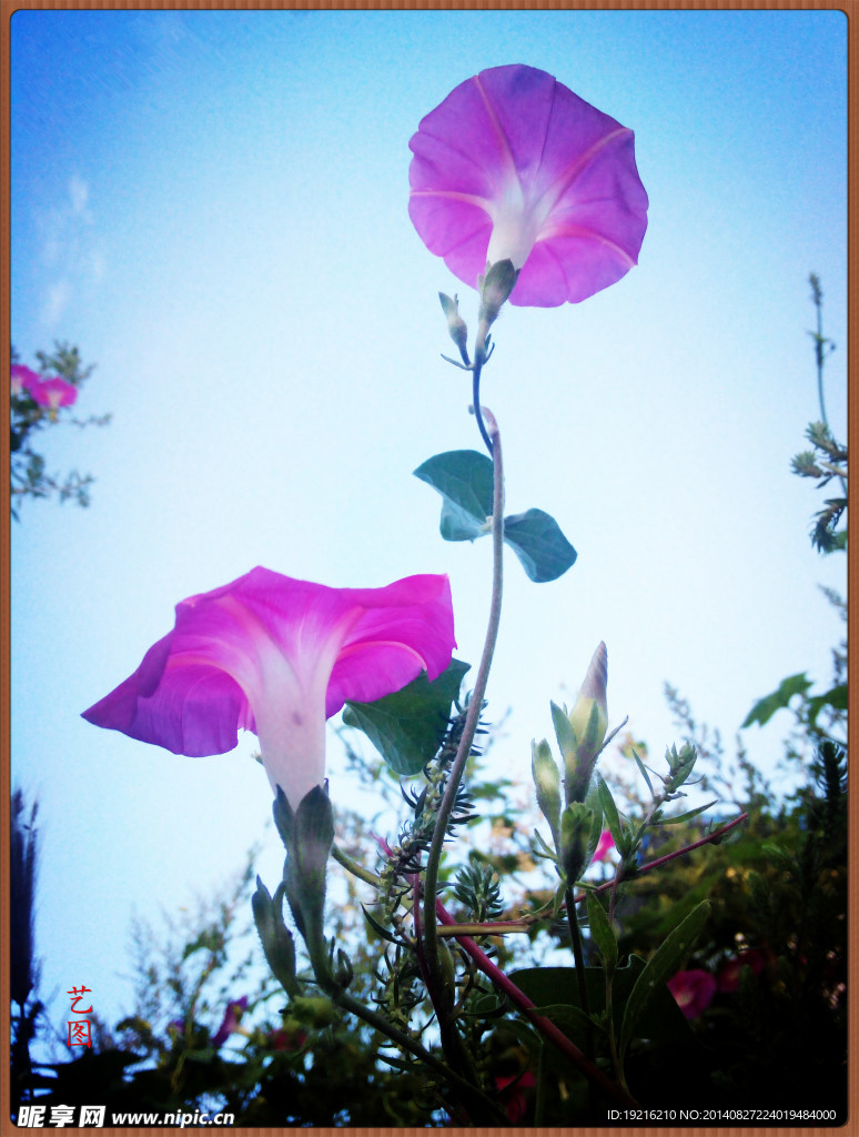 牵牛花