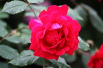 芍药