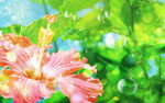 高清花朵图