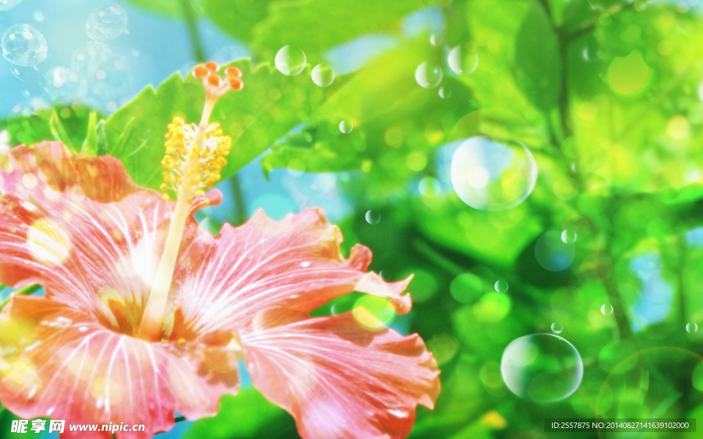 高清花朵图