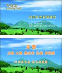 生太鸡