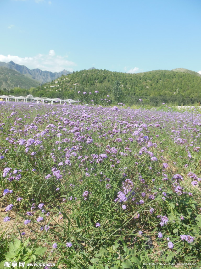 马鞭草