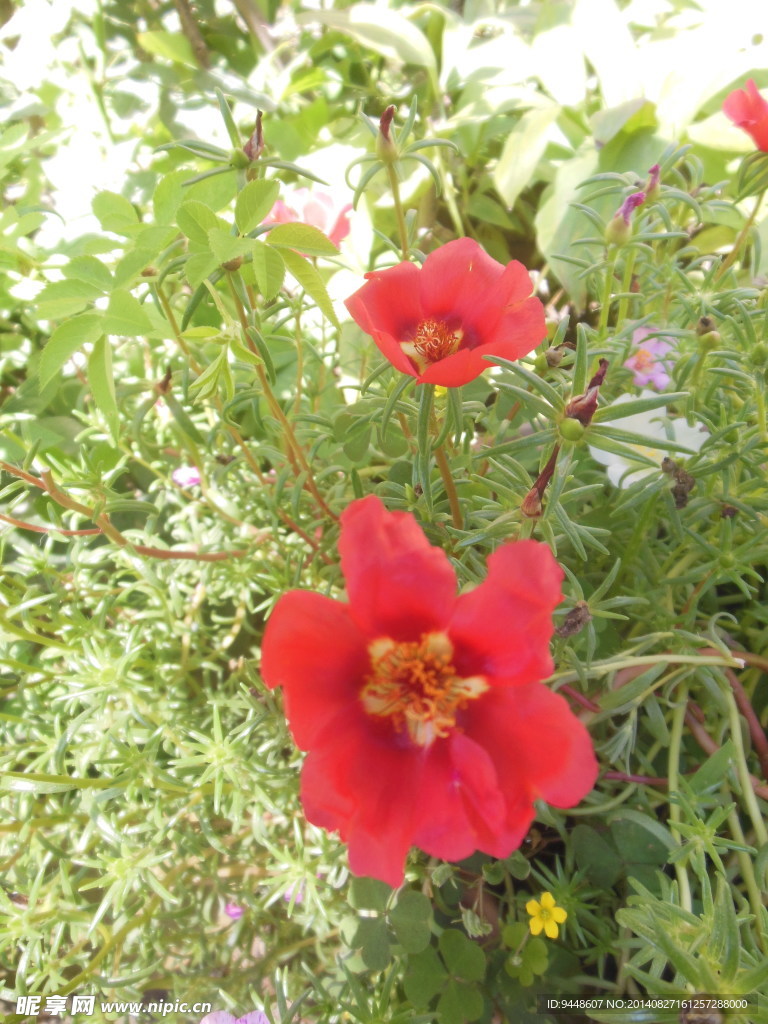 太阳花