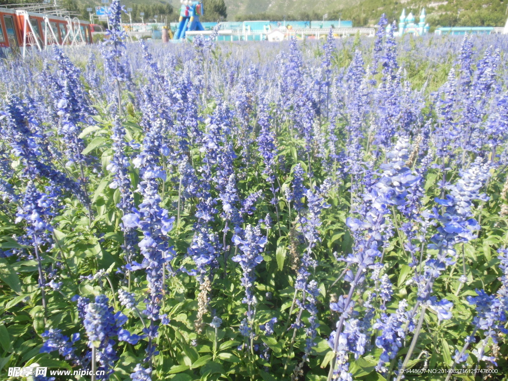薰衣草花海