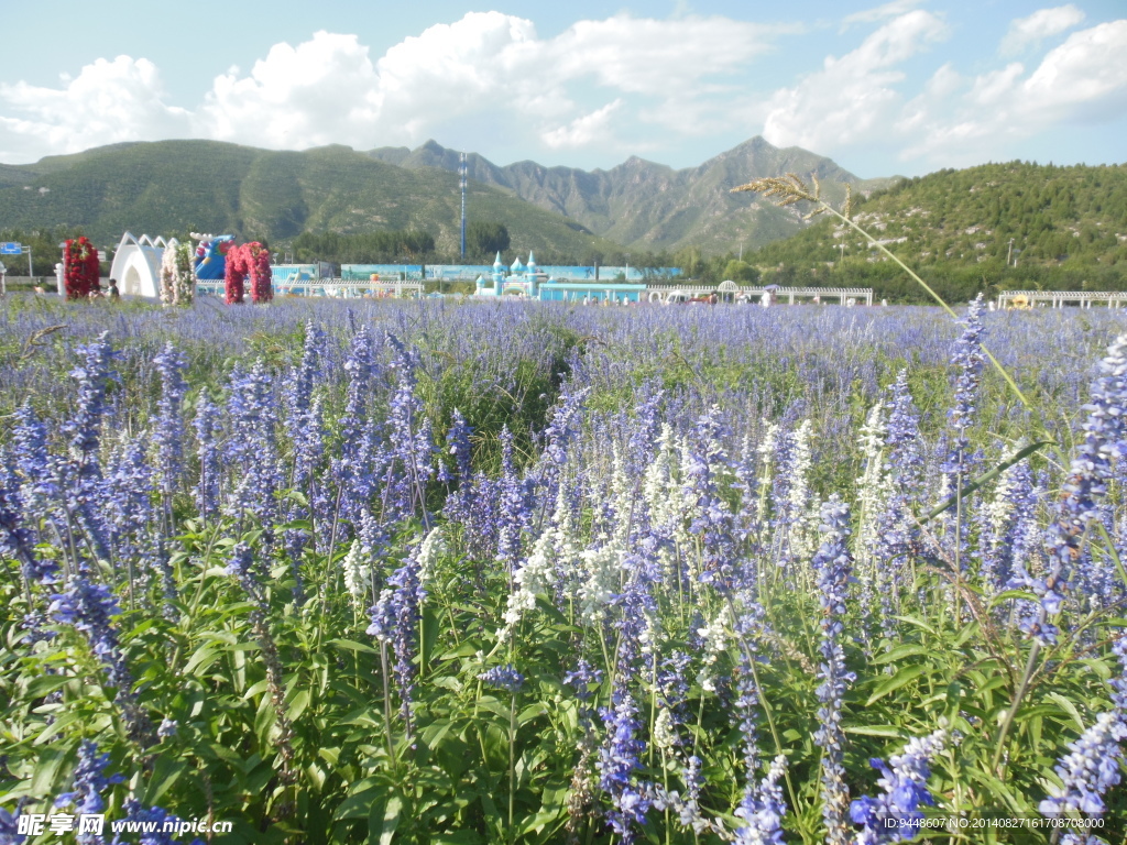 薰衣草花海