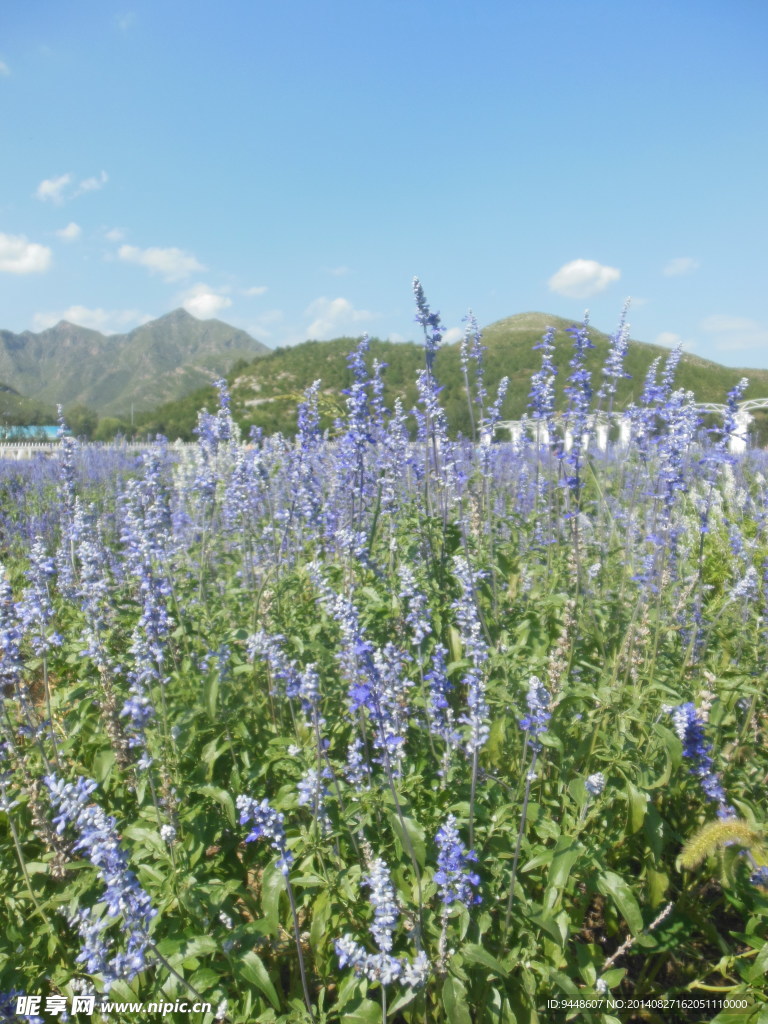 薰衣草花海