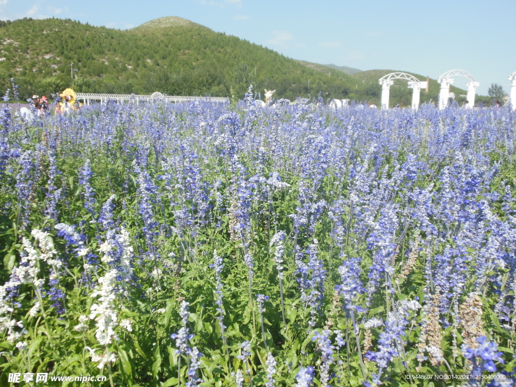 薰衣草花海