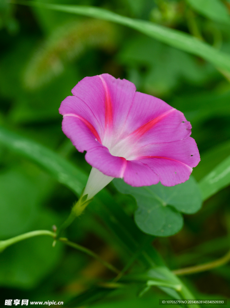 牵牛花