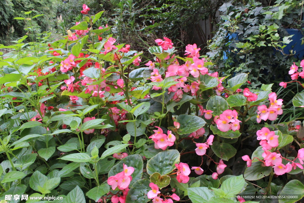 花团锦簇