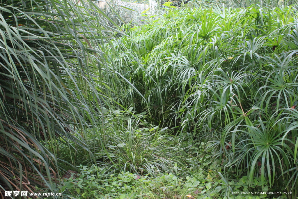 植物