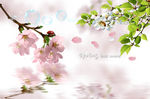 浪漫樱花