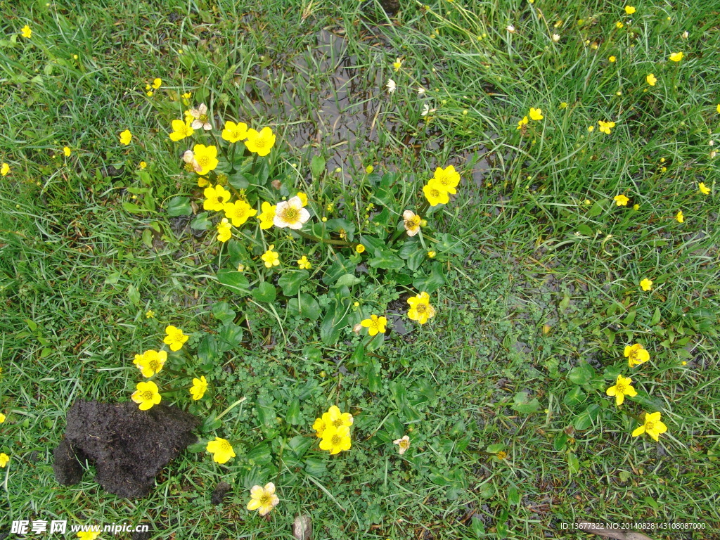 野菊花