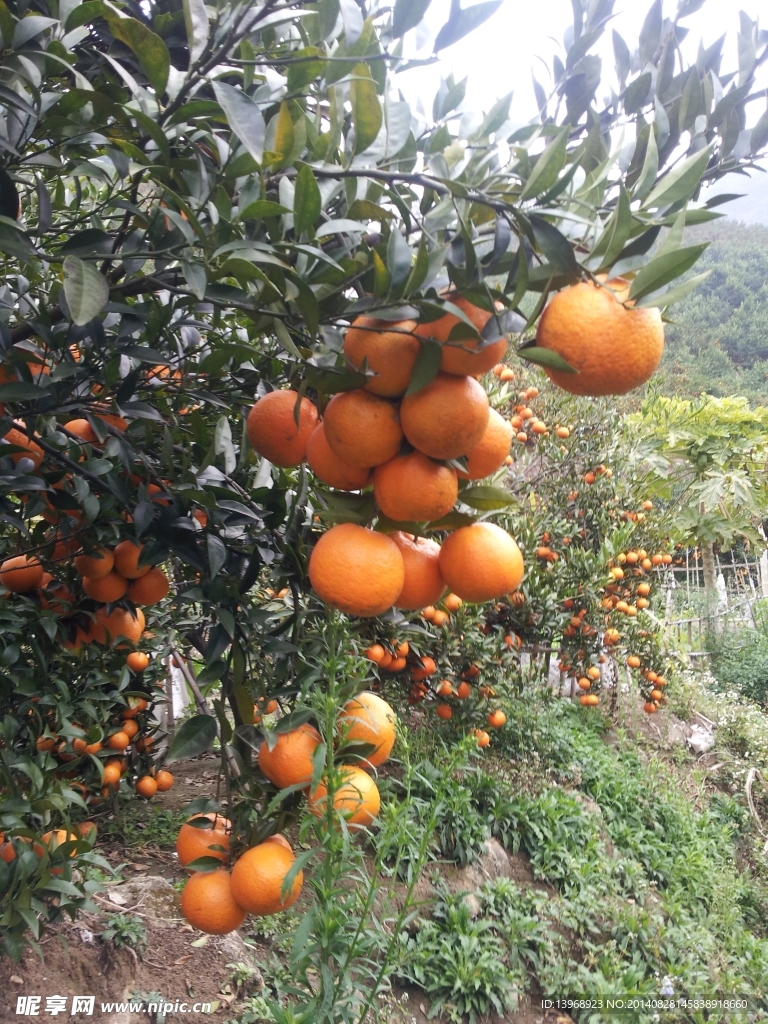 蕉柑