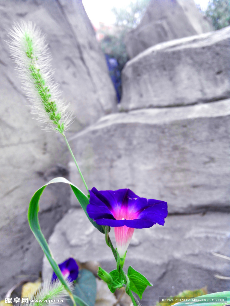 牵牛花