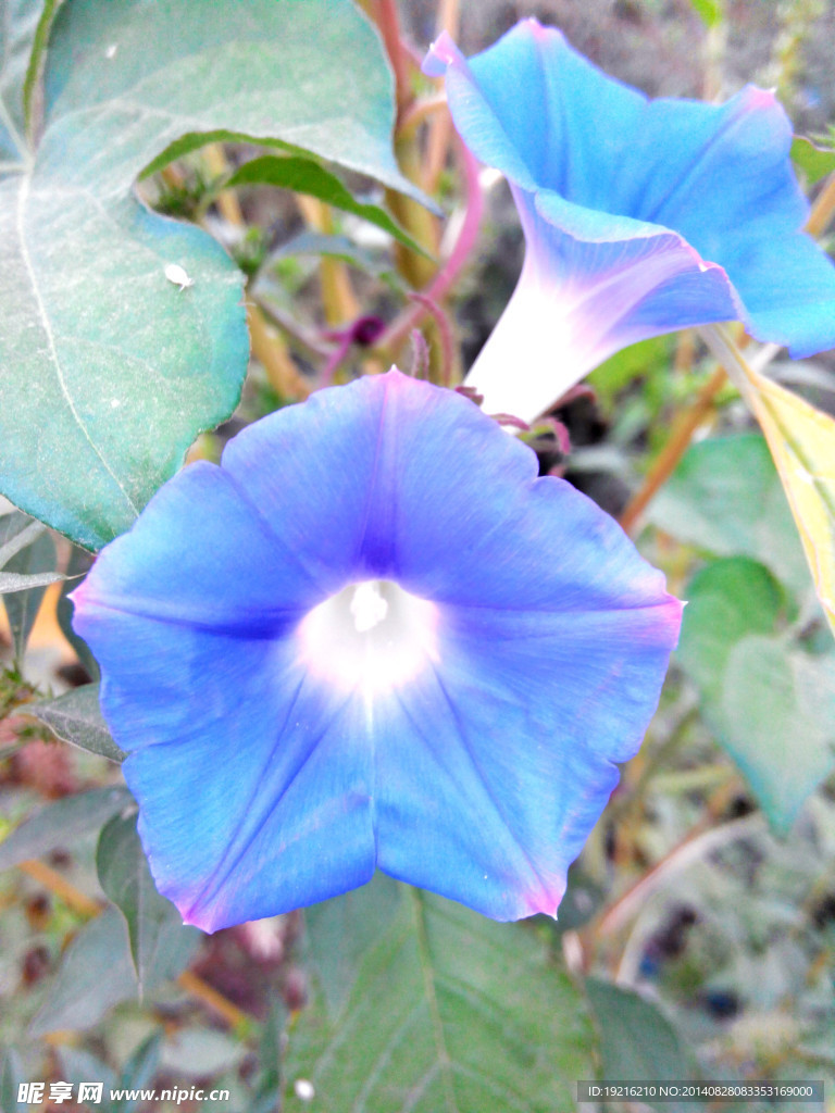 牵牛花