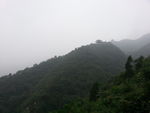 绿色风景