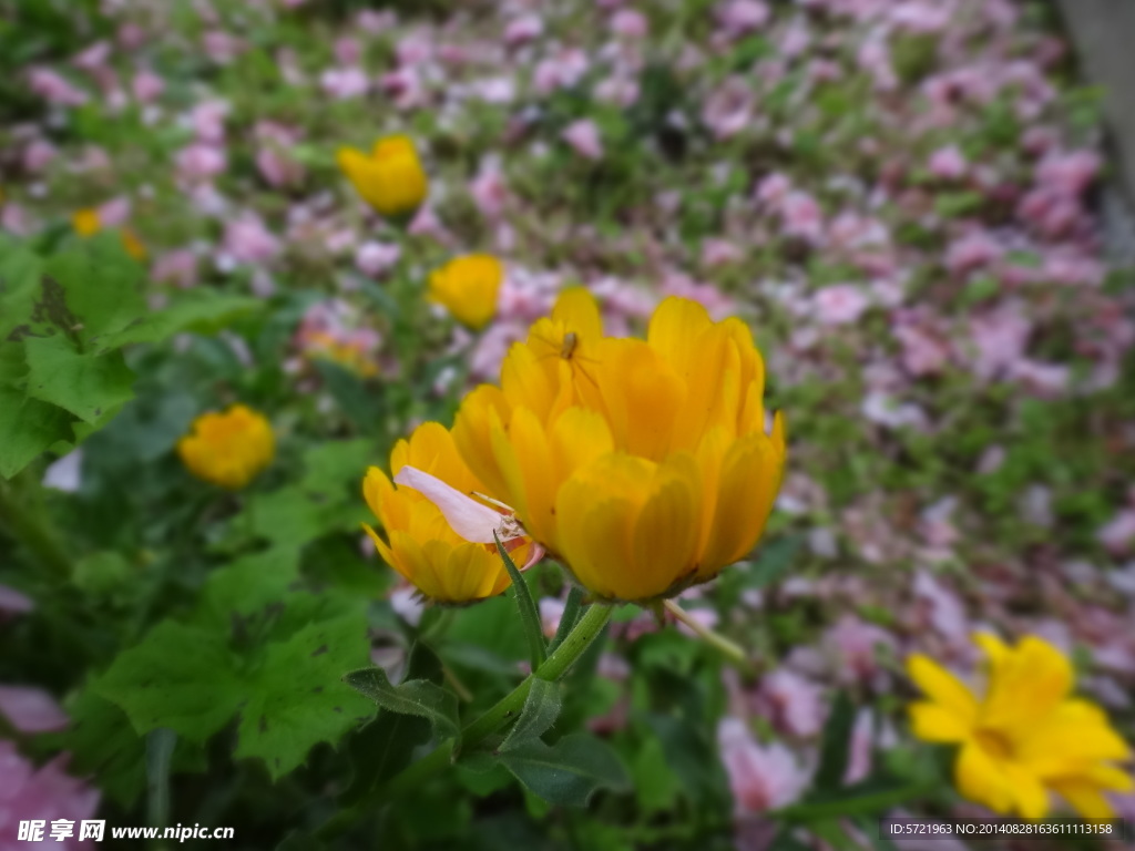 野菊花