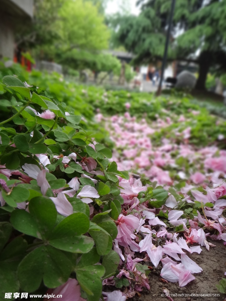 樱花