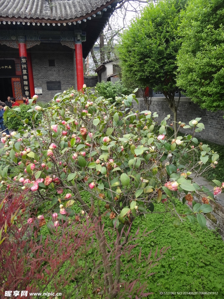 茶树