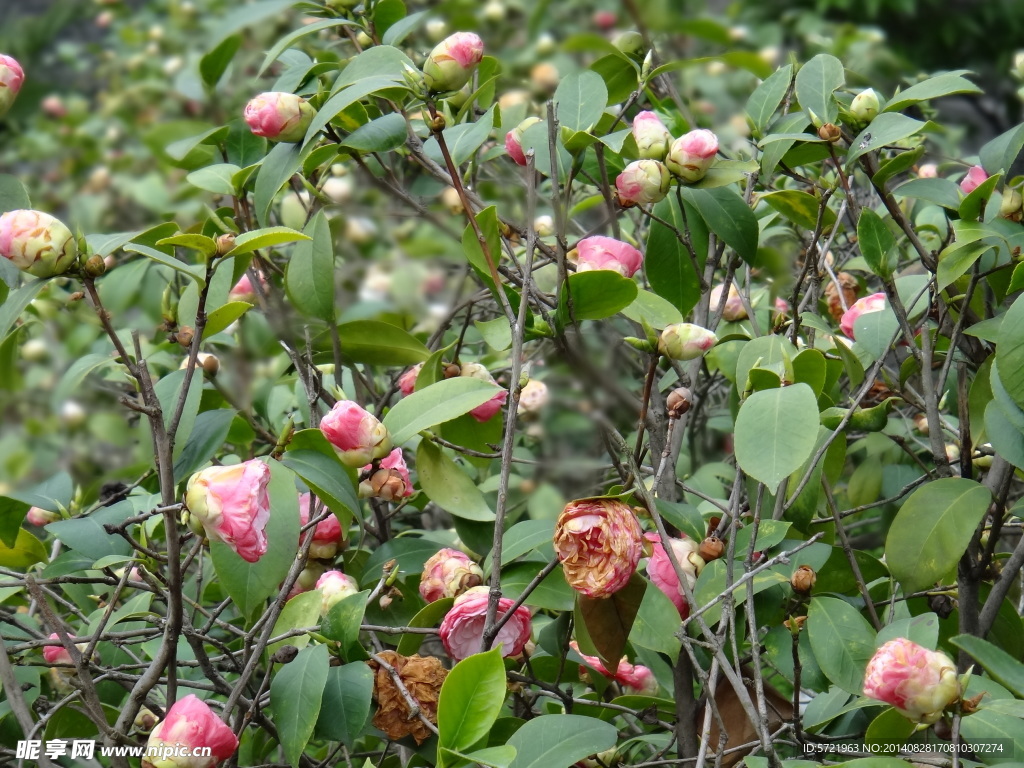 山茶花