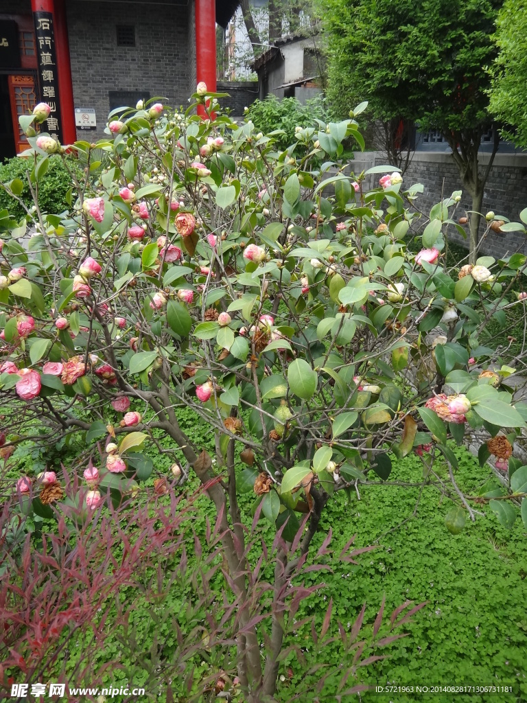 茶树