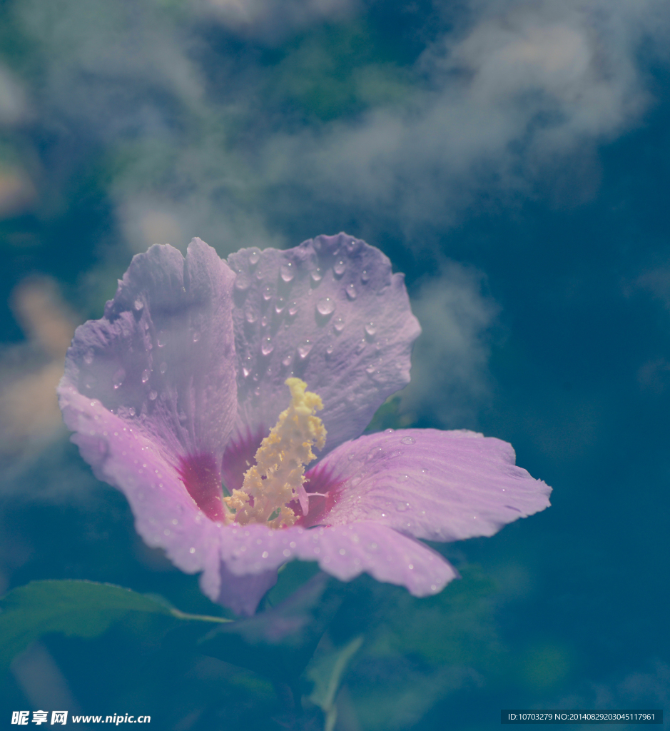 木槿花