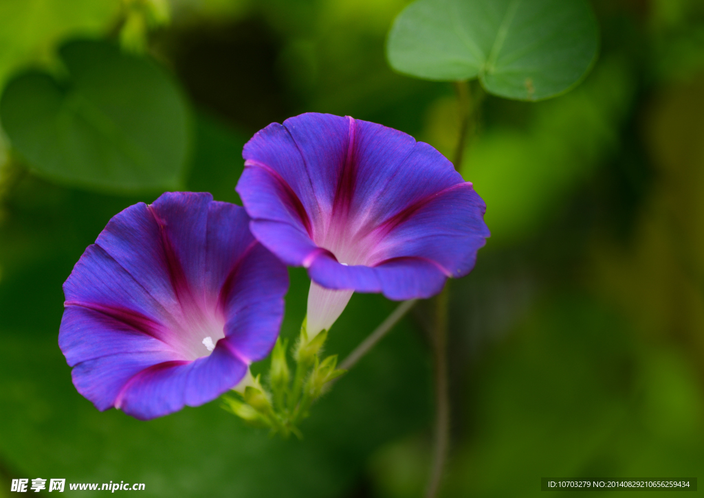 紫色牵牛花