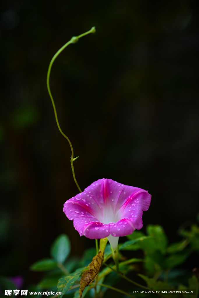 牵牛花
