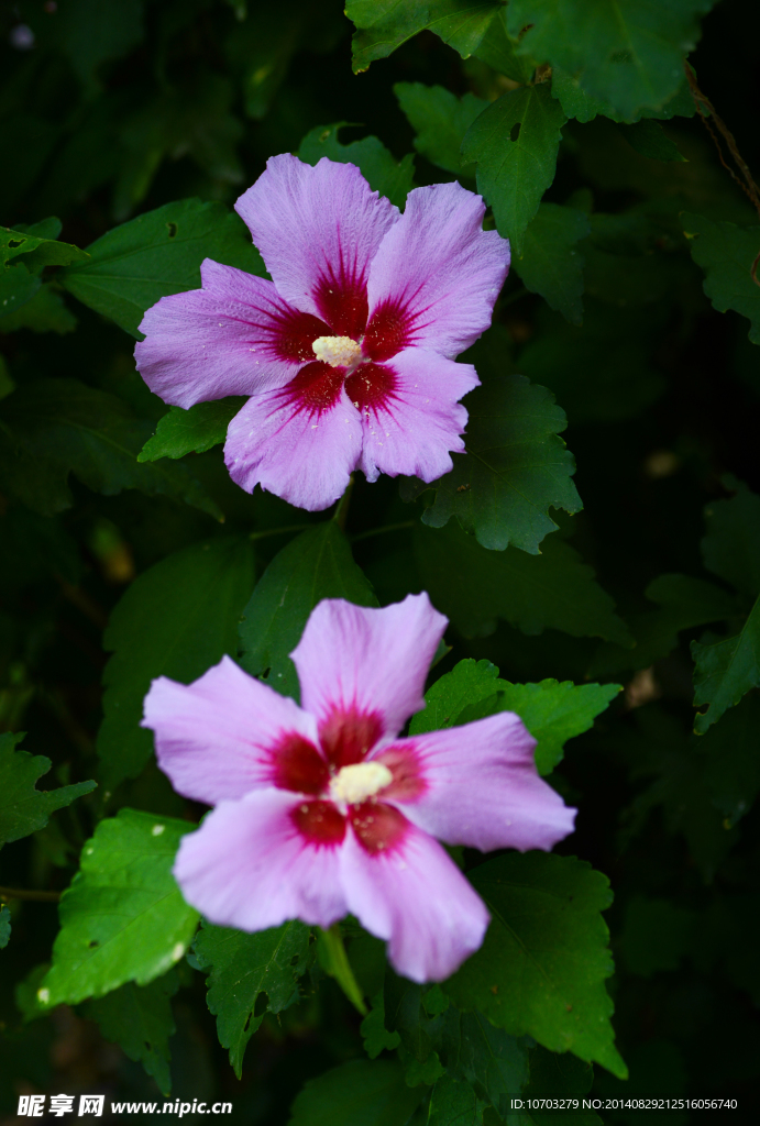 木槿花