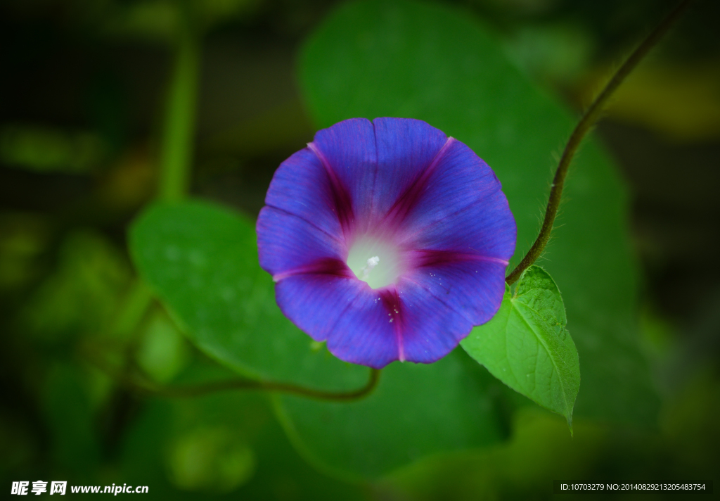 紫色牵牛花