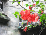 摄影花朵
