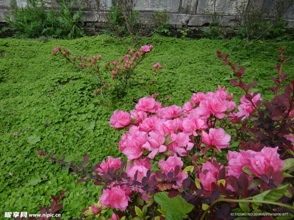 杜鹃花